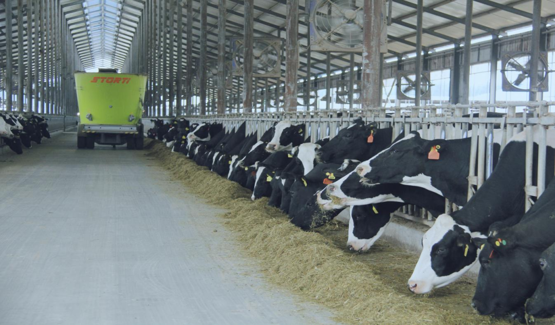 北京大學南南合作與發(fā)展學院教授、全球伙伴關(guān)系主任周詠梅一行蒞臨花花牛平輿瑞亞牧業(yè)參觀調(diào)研