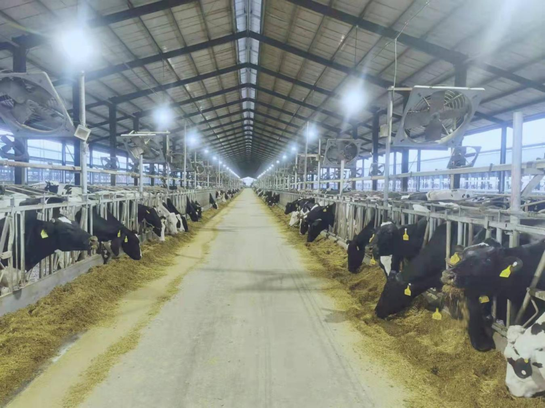 北京大學南南合作與發(fā)展學院教授、全球伙伴關(guān)系主任周詠梅一行蒞臨花花牛平輿瑞亞牧業(yè)參觀調(diào)研