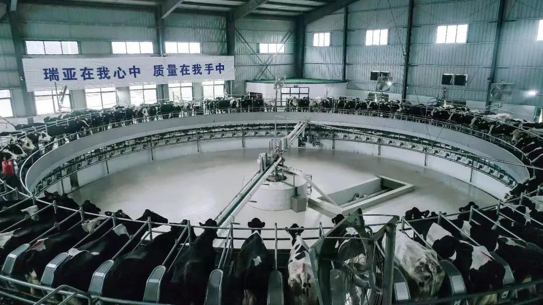 花花牛丨國(guó)家奶牛產(chǎn)業(yè)技術(shù)體系首席科學(xué)家、中國(guó)農(nóng)業(yè)大學(xué)教授李勝利一行蒞臨花花牛魯山瑞亞參觀調(diào)研