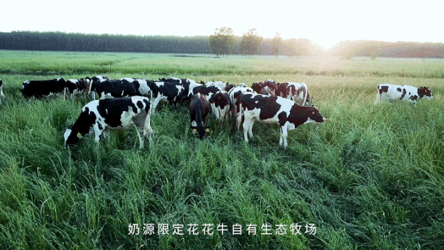 榮譽 | “百家牛場青貯質(zhì)量評鑒活動”花花牛新蔡瑞亞牧業(yè)、河南合源乳業(yè)分別榮獲一、三等獎