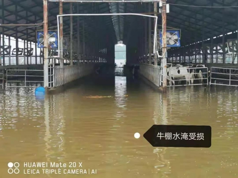 【乳報(bào)·聚焦】“豫”難而上的中原牛人“太中了”！